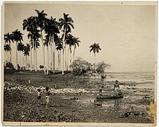 Lagune de l'Ariguanabo avant séchage