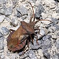 Saumwanze (Coreus marginatus)