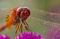 Image 63Numerous species of Dragonflies are native in Bangladesh. The pictured specimen was photographed at Baldha Garden, Dhaka. Photo Credit: Azim Khan Ronnie