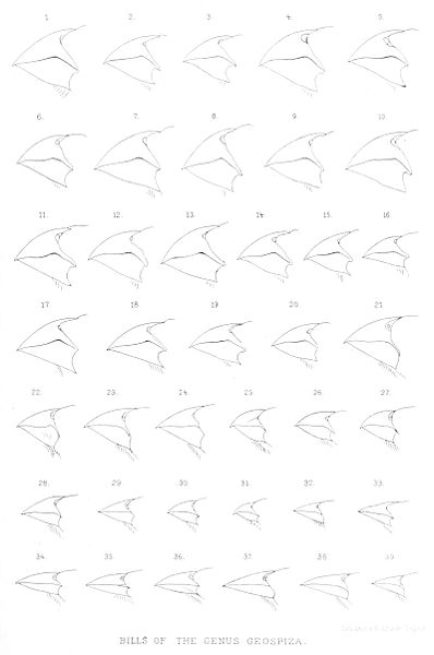 1. « Geospiza strenua » = Geospiza magnirostris strenua, Bindloe Island, adult Male 2. « Geospiza strenua » = Geospiza magnirostris strenua, Bindloe Island, adult Male 3. « Geospiza strenua » = Geospiza magnirostris strenua, Bindloe Island, medium Female 4. « Geospiza strenua » = Geospiza magnirostris strenua, James Island, adult Female 5. « Geospiza strenua » = Geospiza magnirostris strenua, James Island, Female 6. « Geospiza strenua » = Geospiza magnirostris strenua, James Island, Female 7. « Geospiza strenua » = Geospiza magnirostris strenua, Tower Island, adult Male 8. « Geospiza strenua » = Geospiza magnirostris strenua, Tower Island, adult Female 9. « Geospiza strenua » = Geospiza magnirostris strenua, Tower Island, adult Female 10. « Geospiza strenua » = Geospiza magnirostris strenua, Jervis Island, adult Male 11. « Geospiza strenua » = Geospiza magnirostris strenua, Jervis Island, Male 12. « Geospiza strenua » = Geospiza magnirostris strenua, Jervis Island, juvenile Male 13. « Geospiza strenua » = Geospiza magnirostris strenua, Albermarle Island, adult Male 14. « Geospiza strenua » = Geospiza magnirostris strenua, Albermarle Island, adult Male 15. « Geospiza strenua » = Geospiza magnirostris strenua, Albermarle Island, juvenile Male 16. « Geospiza strenua » = Geospiza magnirostris strenua, Bindloe Island, quite young Male 17. « Geospiza conirostris » = Geospiza conirostris, Hood Island, adult Male 18. « Geospiza conirostris » = Geospiza conirostris, Hood Island, adult Male 19. « Geospiza conirostris » = Geospiza conirostris, juvenile Male 20. « Geospiza conirostris » = Geospiza conirostris, juvenile Male 21. « Geospiza darwini » = Geospiza conirostris, Culpepper Island, adult Male 22. « Geospiza dubia » = Geospiza fortis, Chatham Island, adult Male 23. « Geospiza dubia albemarlei » = Geospiza fortis, Albemarle Island, adult Male 24. « Geospiza bauri » = Geospiza fortis, James Island, adult Male 25. « Geospiza psittacula » = Camarhynchus psittacula, James Island, adult Male 26. « Geospiza habeli » = Camarhynchus psittacula, Bindloe Island, adult Male 27. « Geospiza crassirostris » = Platyspiza crassirostris, Albemarle Island, adult Male, 28. « Geospiza fortis » = Geospiza fortis, Charles Island, adult Male 29. « Geospiza debilirostris » = Geospiza difficilis debilirostris, James Island, Male, 30. « Geospiza paupera » = Camarhynchus pauper, Charles Island, Male 31. « Geospiza prosthemelas » = Camarhynchus parvulus, Charles Island, adult Male 32. « Geospiza fuliginosa » = Geospiza fuliginosa, Jervis Island, adult Male 33. « Geospiza difficilis » = Geospiza difficilis, Abingdon Island, adult Male 34. « Geospiza pallida » = Camarhynchus pallidus, Jervis Island, Female 35. « Geospiza pallida » = Camarhynchus pallidus, James Island, Female 36. « Geospiza pallida » = Camarhynchus pallidus, James Island, adult Male 37. « Geospiza scandens intermedia » = Geospiza scandens intermedia, Gardner Island, not adult Male 38. « Geospiza scandens intermedia » = Geospiza scandens intermedia, Charles Island, adult Male 39. « Geospiza acutirostris » = Geospiza difficilis acutirostris, Tower Island, adult Male