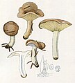 Lactarius albocarneus