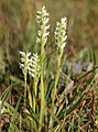 Ladies' tresses (Spiranthes romanzoffiana) plants