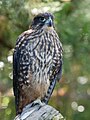 New Zealand falcon