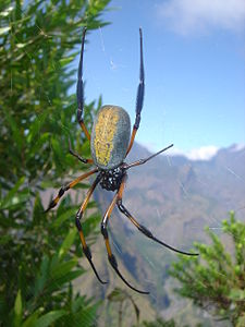 Nephila inaurata (Red-legged Golden Orb-web Spider)