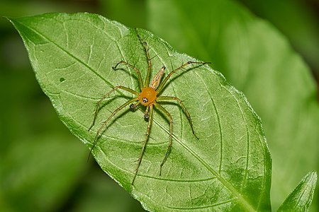 Oxyopes javanus