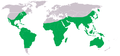 Pantala flavescens range map