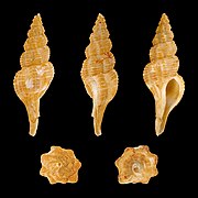 Pseudolatirus kuroseanus, Shell