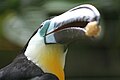 Channel-billed Toucan