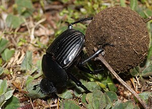 Bungo-mavi akifingirikisha bonge la mavi (Scarabaeus laticollis)