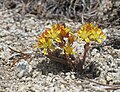 Sedum lanceolatum (from BakerClaw)