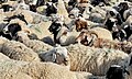 * Nomination Sheep in Khövsgol Province, Mongolia --Bgag 02:17, 18 August 2024 (UTC) * Promotion  Support Good quality. --Екатерина Борисова 02:30, 18 August 2024 (UTC)