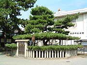 高砂神社にある現在の「相生の松」。