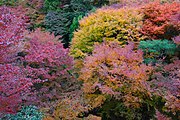 A variety of colors around توفوكو-جي temple in كيوتو، اليابان