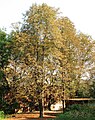 Drought-affected chestnut trees.