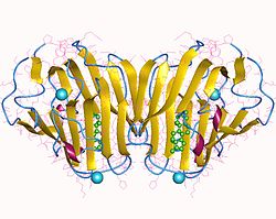 Sexualhormon-bindendes Globulin