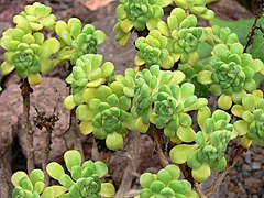 Aeonium lindleyi