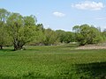 Meadows near Eisenhardt Castle / Belziger Burgwiesen