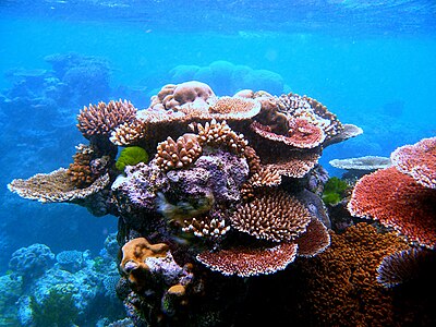 Corals on Flynn Reef, by 99of9