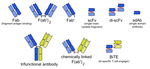 Engineered monoclonal antibodies