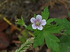 Sibīrijas gandrene (Geranium sibiricum)