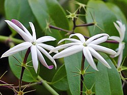 Flores de Jasminum nitidum, o jasmim-estrela.