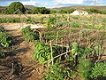 Mandala irrigation in Brazil