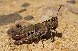 Vöröshasú tarlósáska (Omocestus rufipes) nőstény