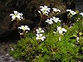 lomikámen Saxifraga tenella