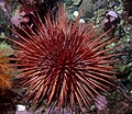 Thumbnail for Red sea urchin