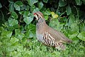 Red-legged partridge