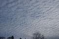 Altocumulus stratiformis undulatus.