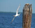 Thalasseus acuflavidus in flight (cat.)