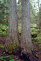 Bark; Aldrich Mountains, Malheur National Forest, Grant County, Oregon.