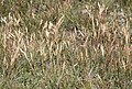 Mountain wild-oat grass (Danthonia intermedia)