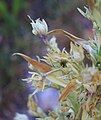 Deers tongue (Swertia radiata) flowers dry