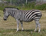 Equus quagga chapmani