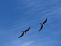 Great Frigatebirds flying over Île d'Europa