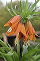 Fritillaria imperialis