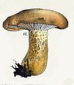 Lactarius intermedius