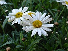 Leucanthemum maximum'