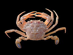 Liocarcinus depurator (Blue-leg swimming crab)