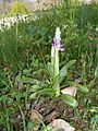 Orchis mascula Germany - Neurod bei Ettlingen