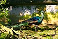 Green Peafowl