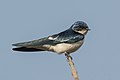 Image 26 Swallow Photograph: Charles J. Sharp Swallows, together with martins, form a family of passerine birds known as the Hirundinidae. They are found around the world on all continents, including occasionally in Antarctica. There are around 90 species of Hirundinidae, with the greatest diversity found in Africa, which is thought to be where they evolved as hole-nesters. For the most part swallows are insectivorous, taking flying insects on the wing and using foveae in their eyes to help track prey. This picture shows the pied-winged swallow, which is found in several countries in western Africa. More selected pictures