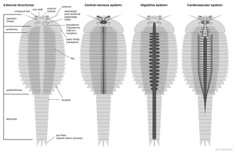 Fuxianhuiid (anatomy) フーシェンフイア類（解剖学）