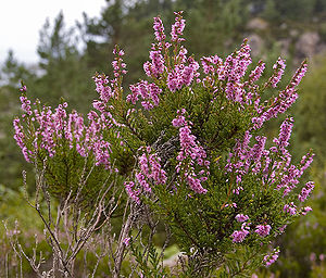 Hiaskrüüs (Calluna vulgaris)