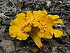 Cantharellus lateritius