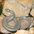 Ringelnatter (Natrix natrix)