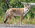 Canis latrans incolatus (cat.)