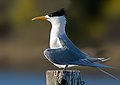 Kaldjerkang (Crested Tern)